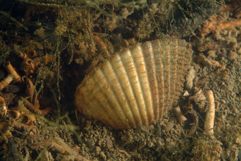 Cerastoderma glaucum